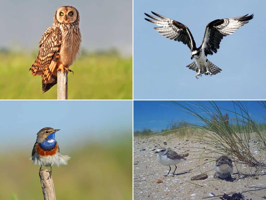 Oiseaux de la Belle Henriette