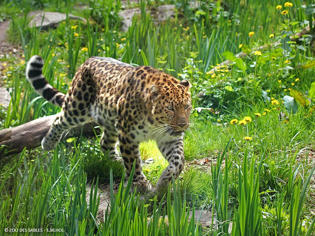 Zoo des Sables d'Olonne