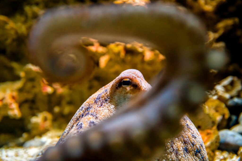 Aquarium de Vendée